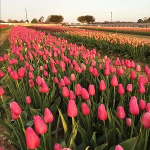 Meet your Posher, Jenny